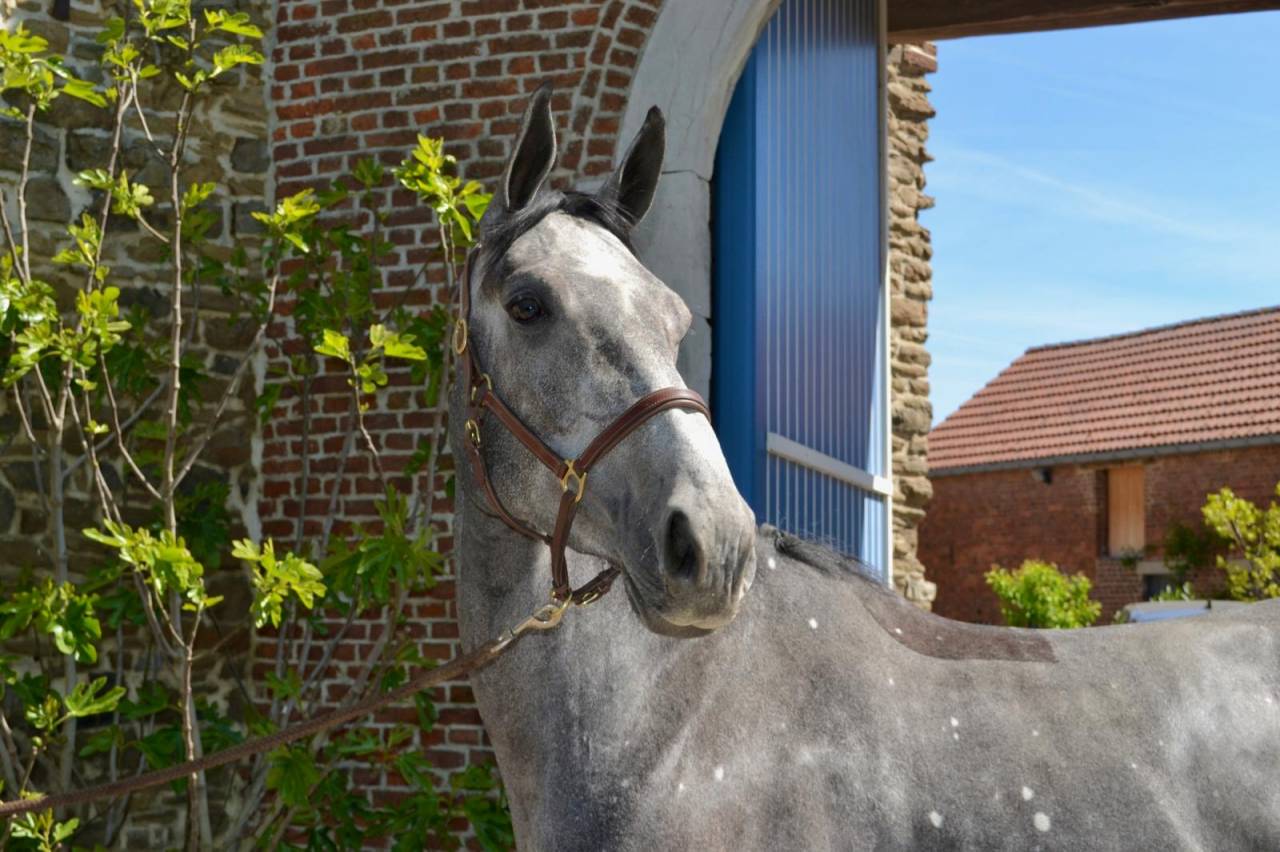 Magnifique jument de 4 ans 