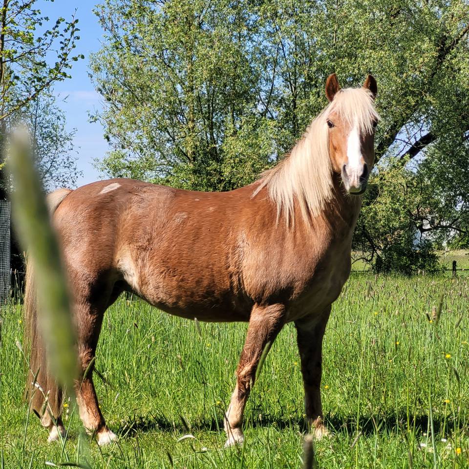 Ponette de loisir 12 ans 1m37
