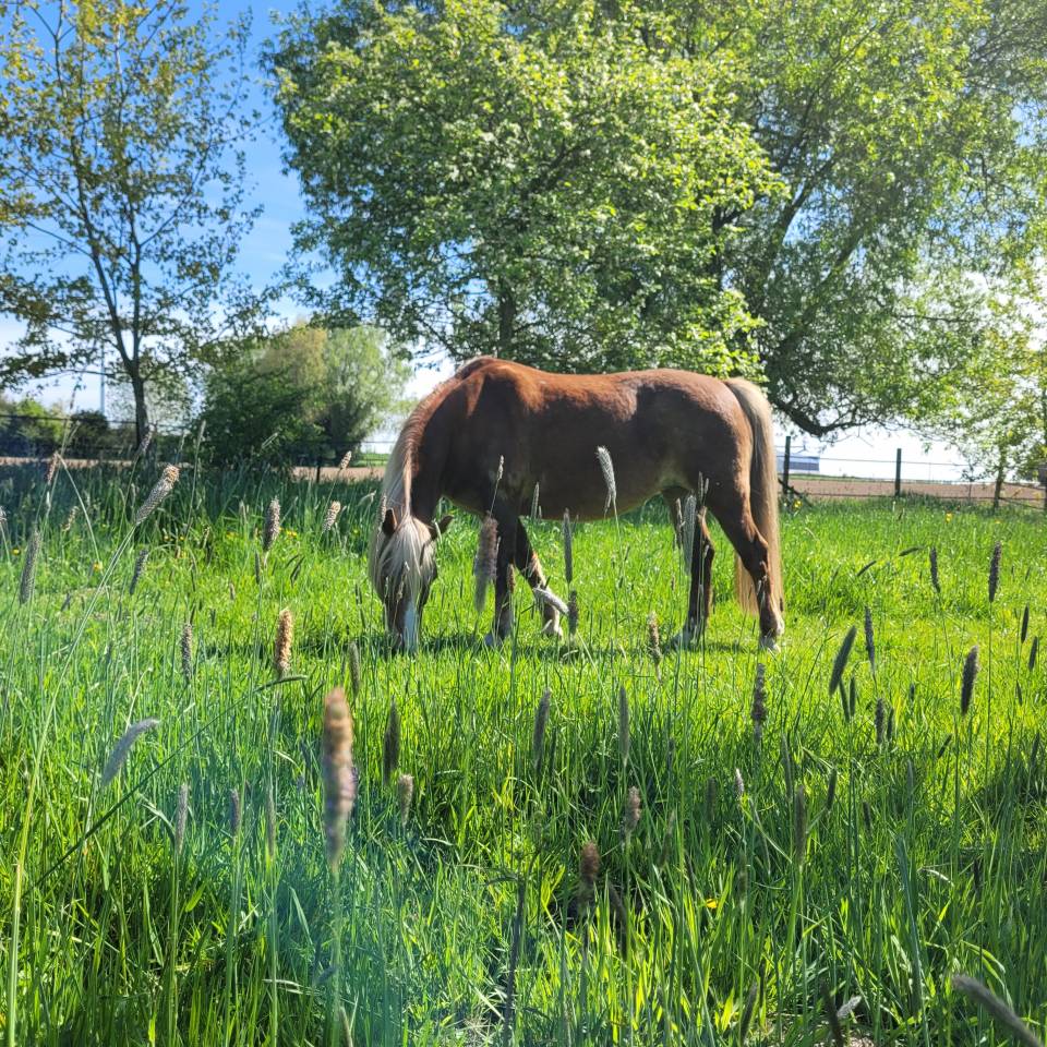 Ponette de loisir 12 ans 1m37