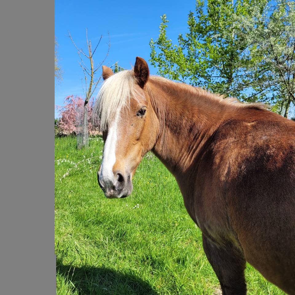Ponette de loisir 12 ans 1m37
