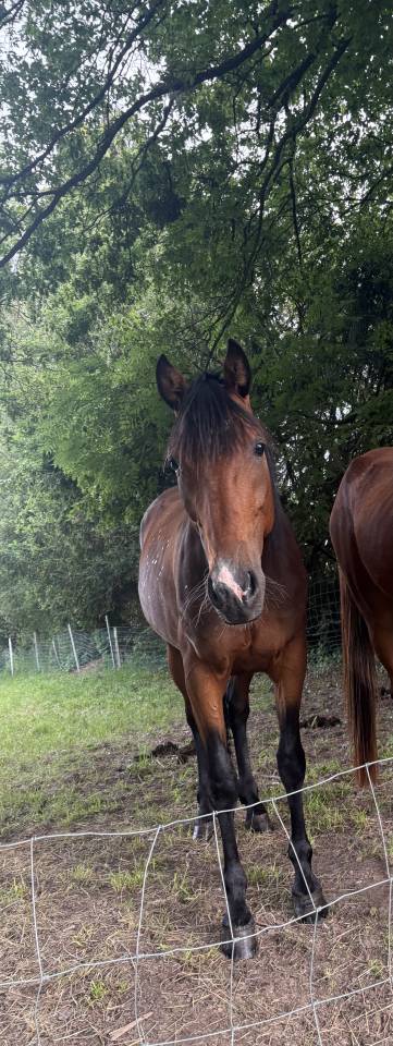 Hongre 4ans &agrave; vendre 