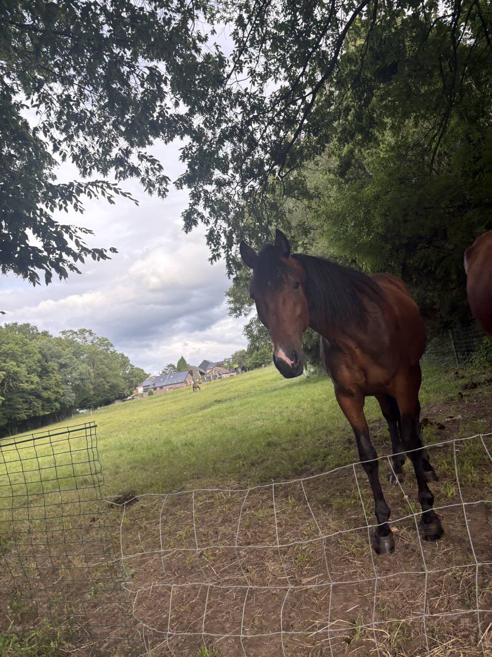 Hongre 4ans &agrave; vendre 