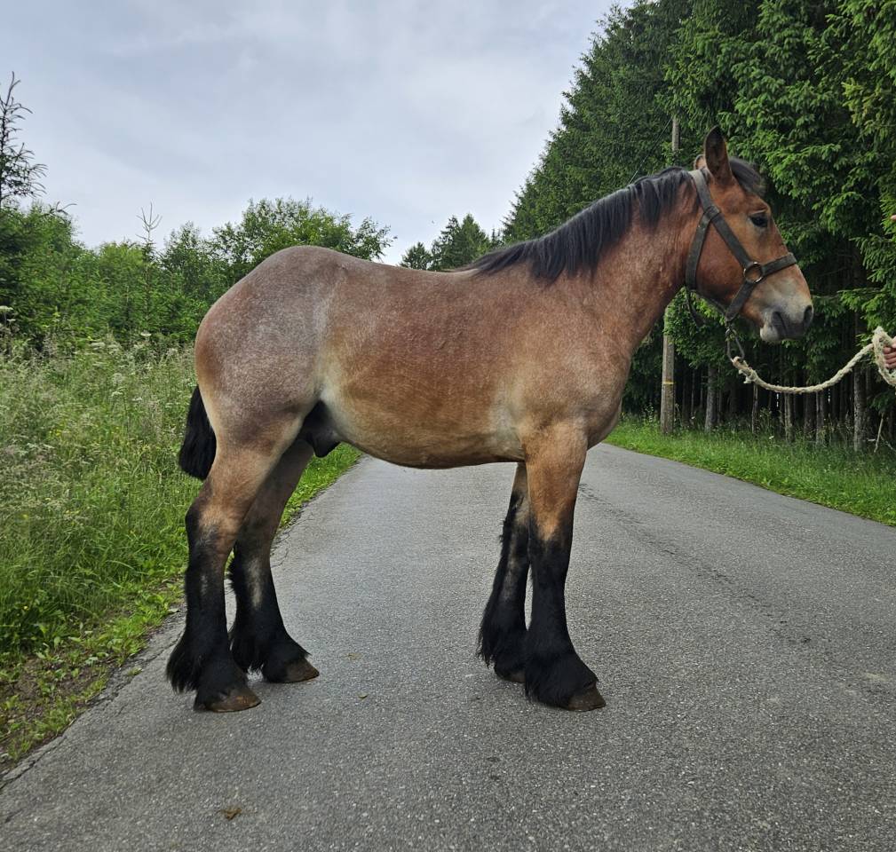 A VENDRE Poulain trait ardennais 1 an 
