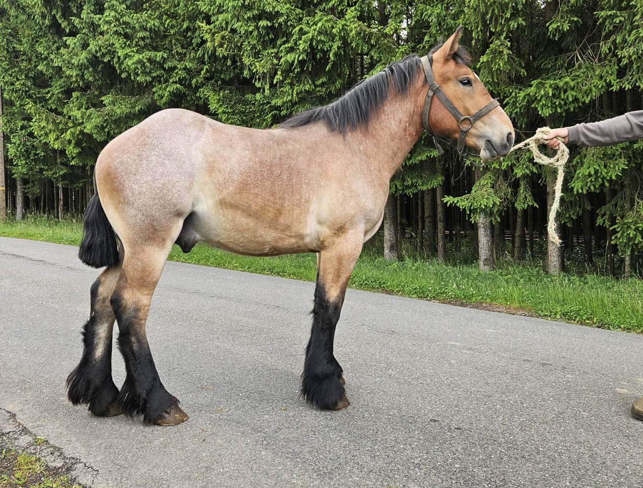 A VENDRE Poulain trait ardennais 1 an 