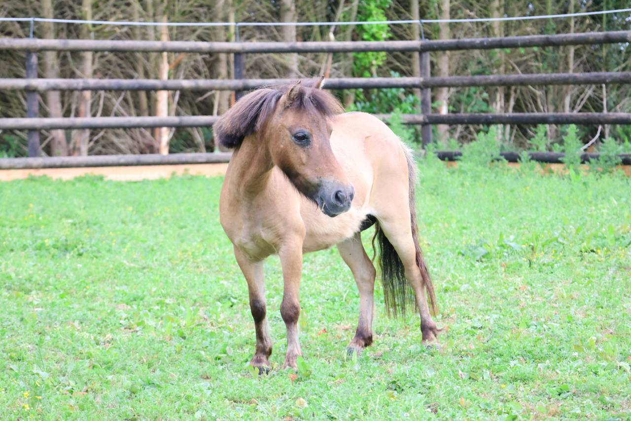 Magnifique ponette