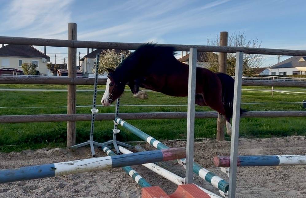 Poney de sport