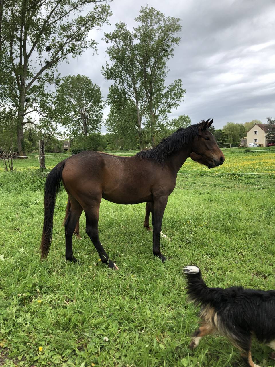 superbe anglo-arabe bai de 6 ans