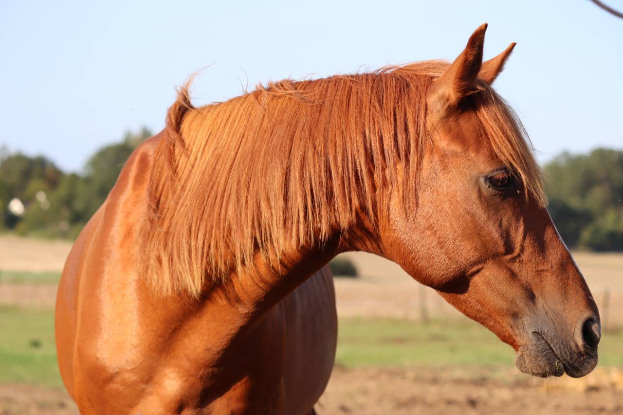 Arabo-trotteur alezan de 7 ans