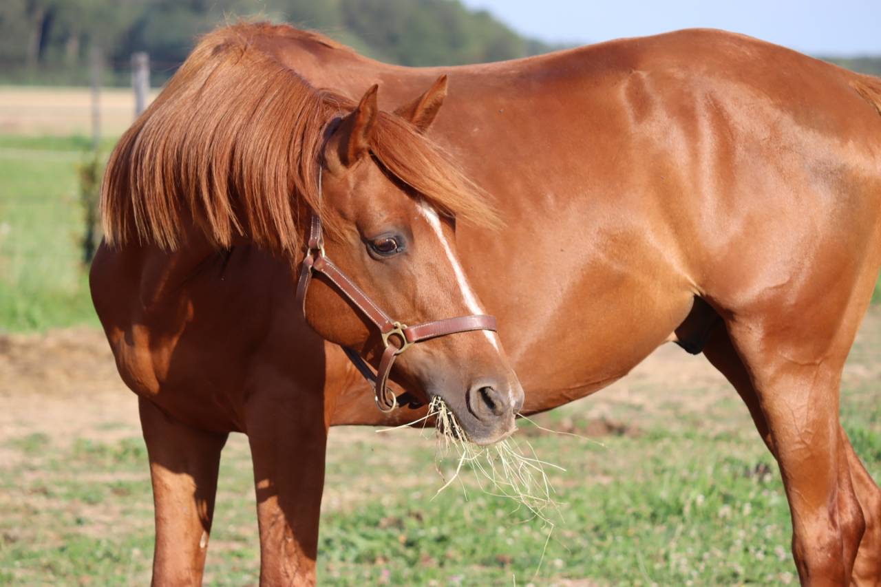 Arabo-trotteur alezan de 7 ans