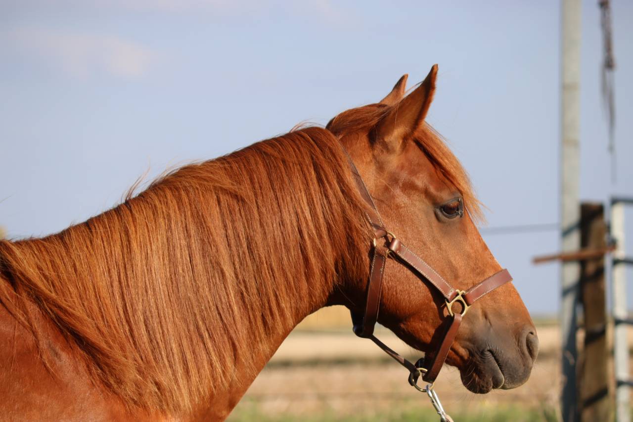 Arabo-trotteur alezan de 7 ans