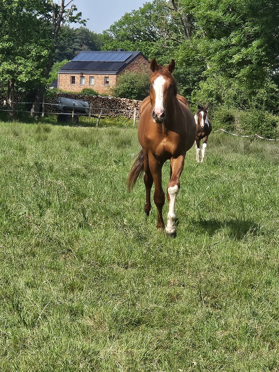 Superbe poulain Bwp