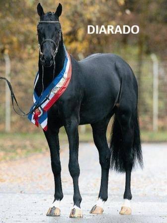 AV - OBI ONE du CERF (DIARADO) - 2 ans