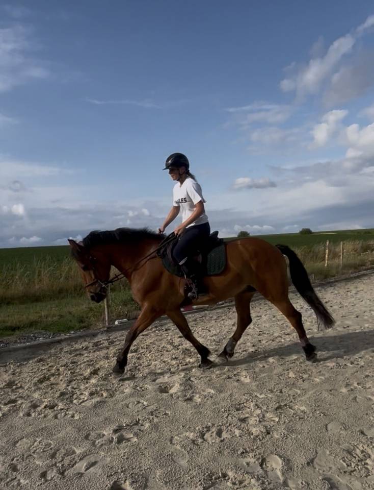 Cheval &agrave; vendre 