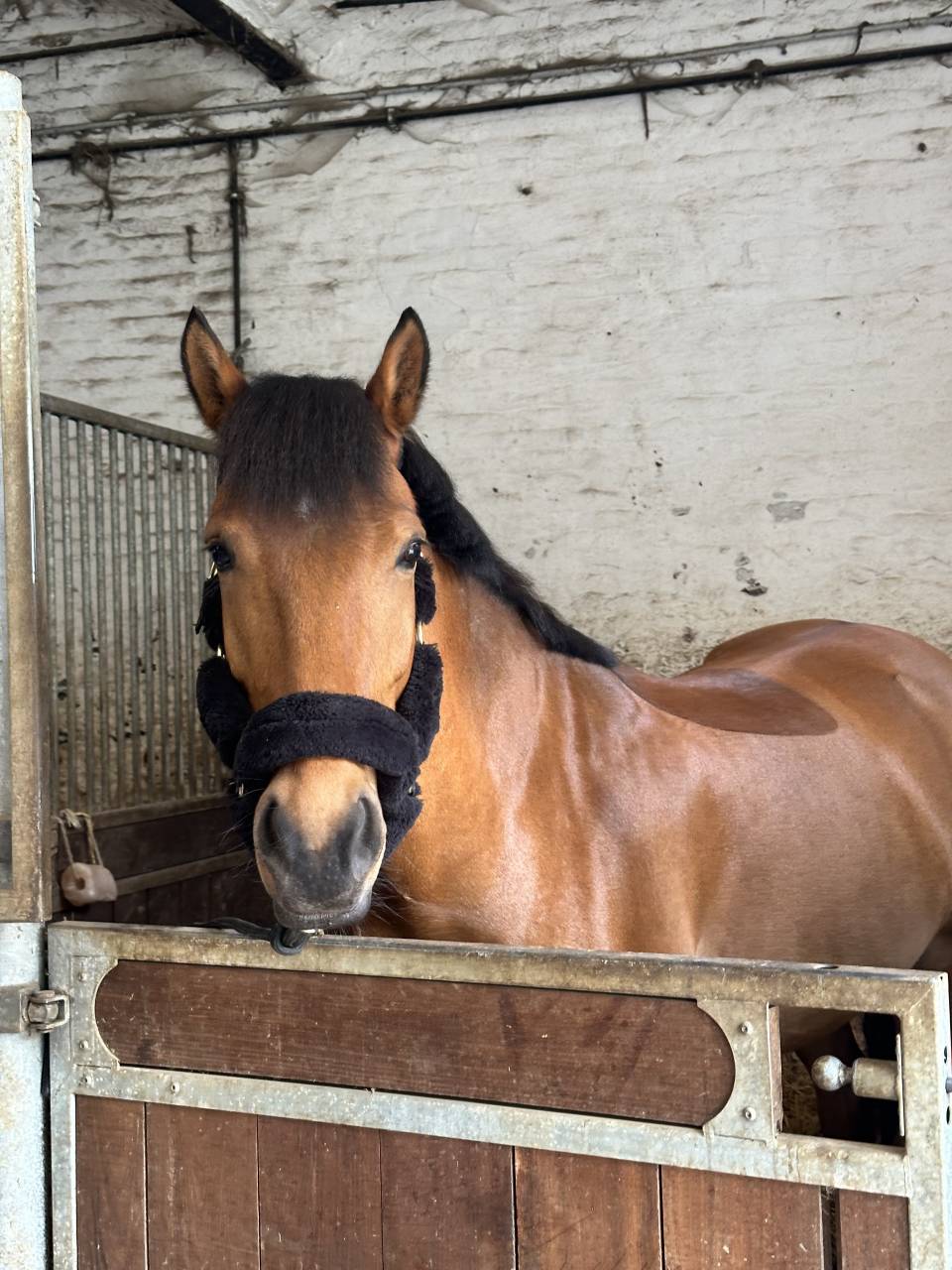 Cheval &agrave; vendre 