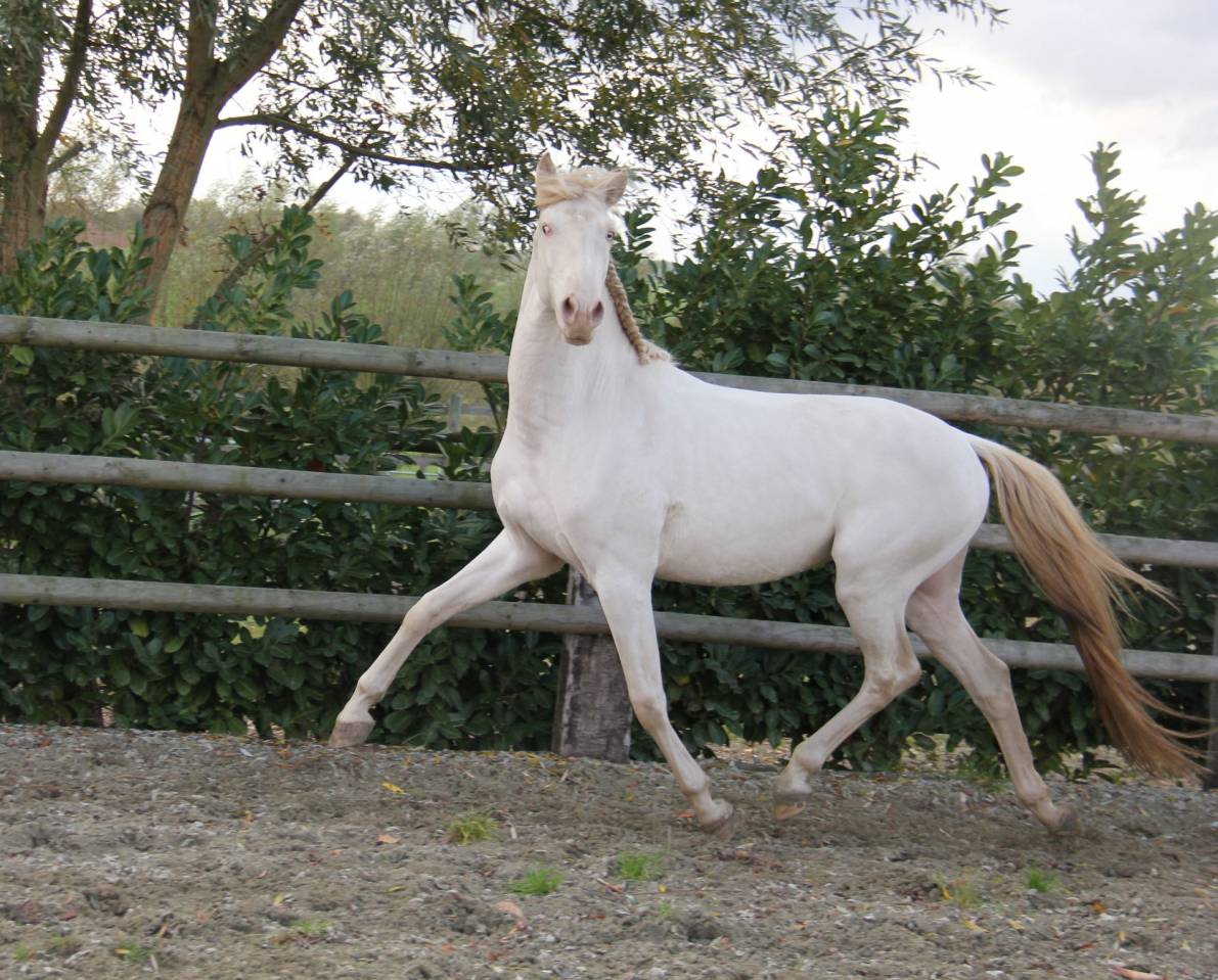 Lusitanien , lusitano a vendre 5 ans