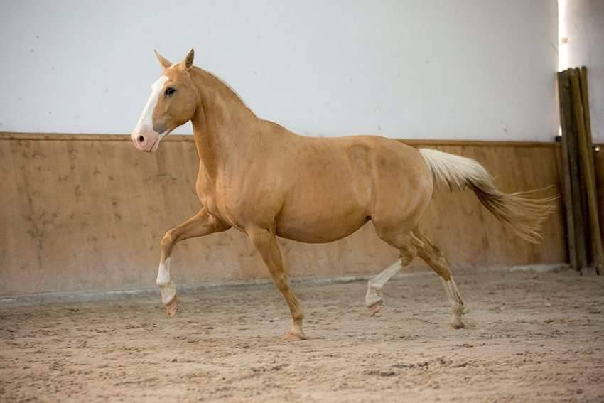 Lusitanien , lusitano a vendre 5 ans