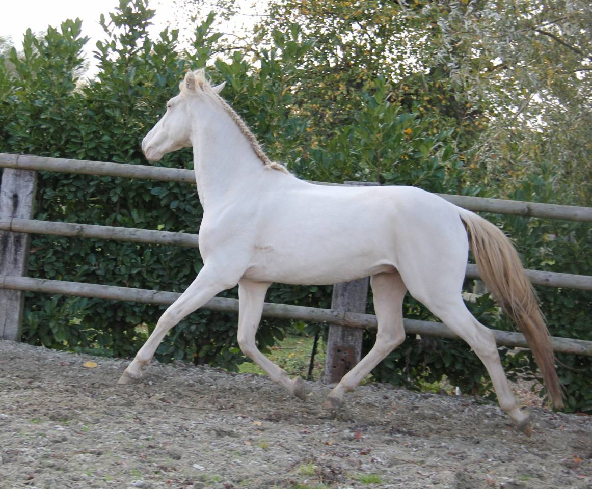 Lusitanien , lusitano a vendre 5 ans