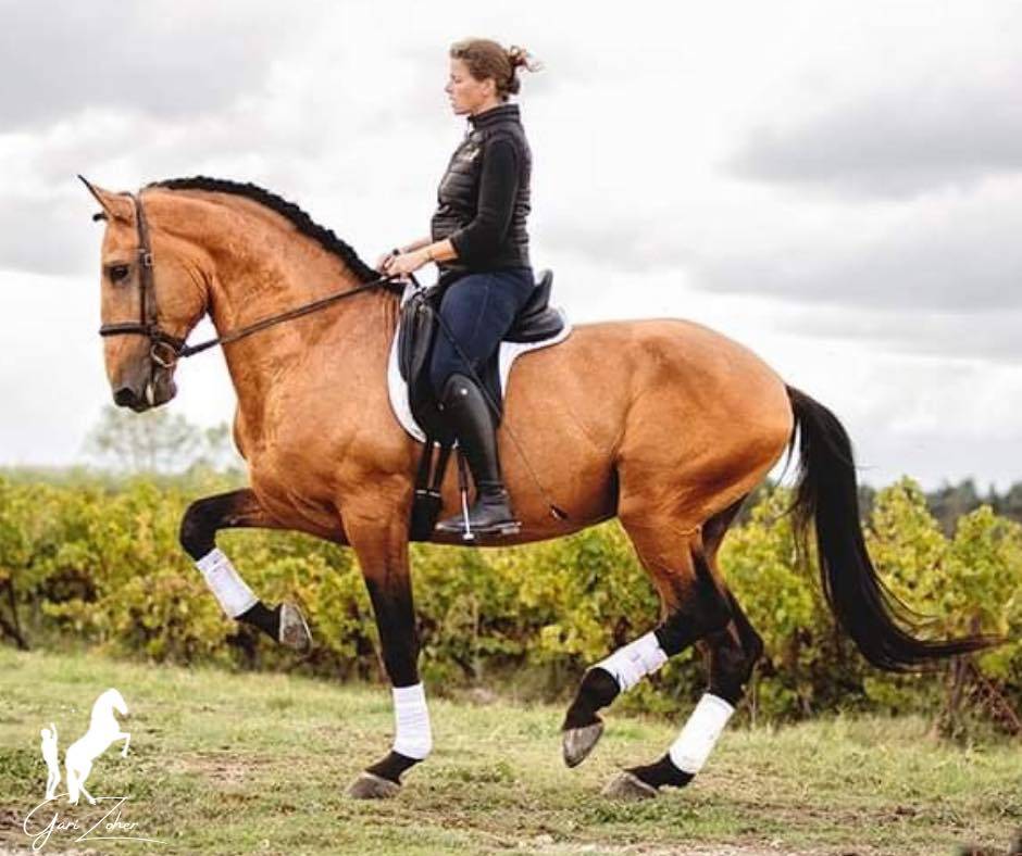 Lusitanien , lusitano a vendre 5 ans