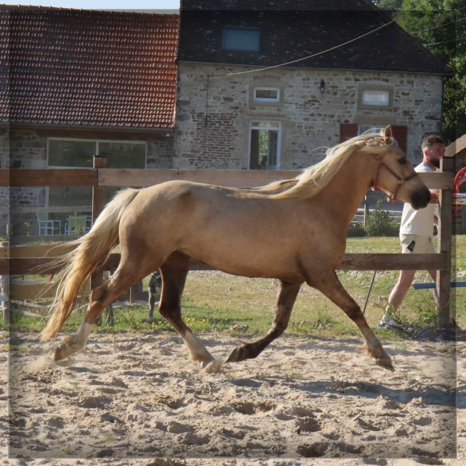 Femelle Welsh Cob de 3 ans