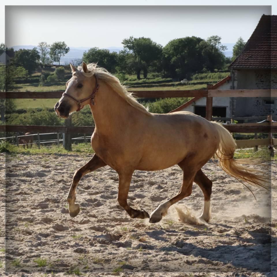 Femelle Welsh Cob de 3 ans