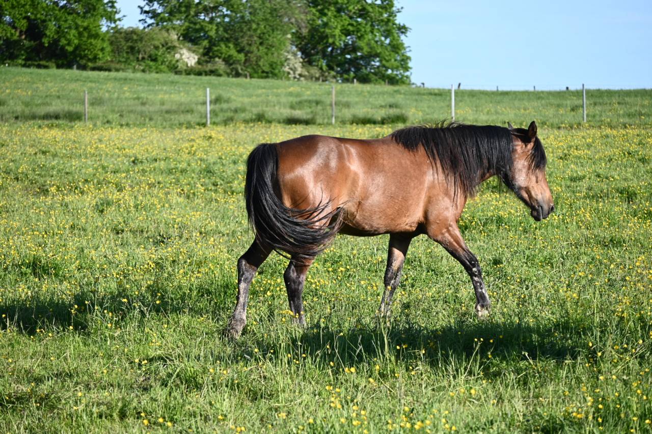 Jument crois&eacute;e cob normande arabe de 3 ans