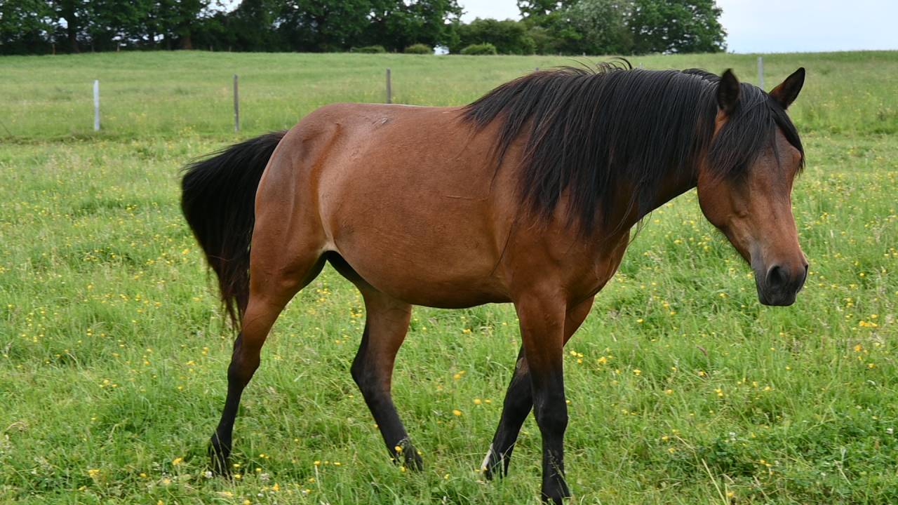 Jument crois&eacute;e cob normande arabe de 3 ans