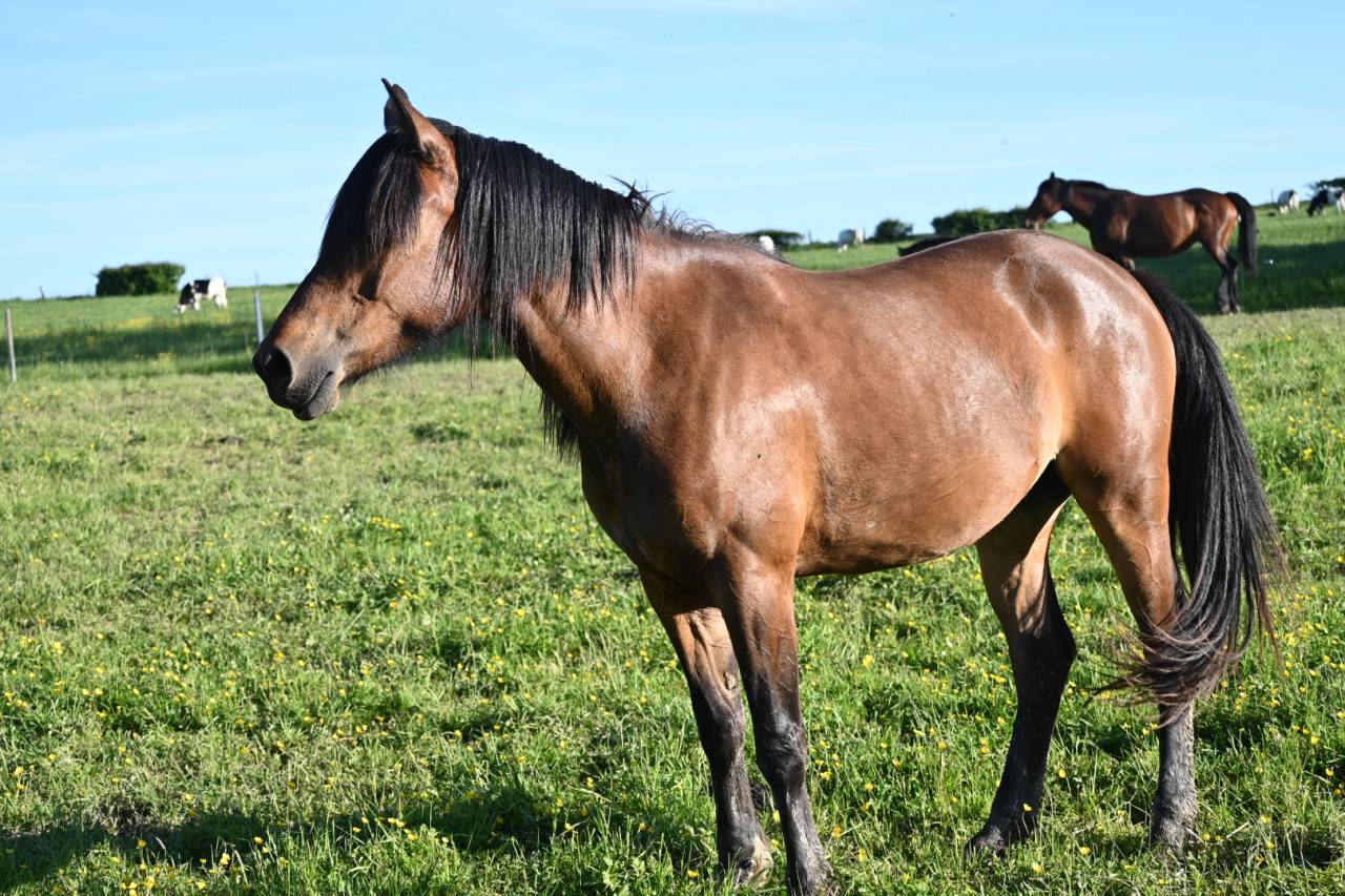 Jument crois&eacute;e cob normande arabe de 3 ans