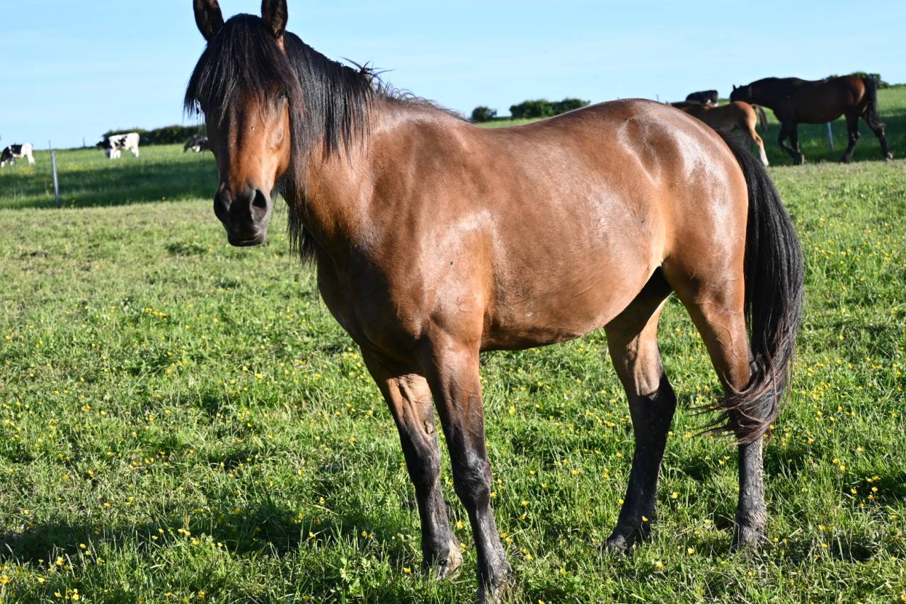 Jument crois&eacute;e cob normande arabe de 3 ans