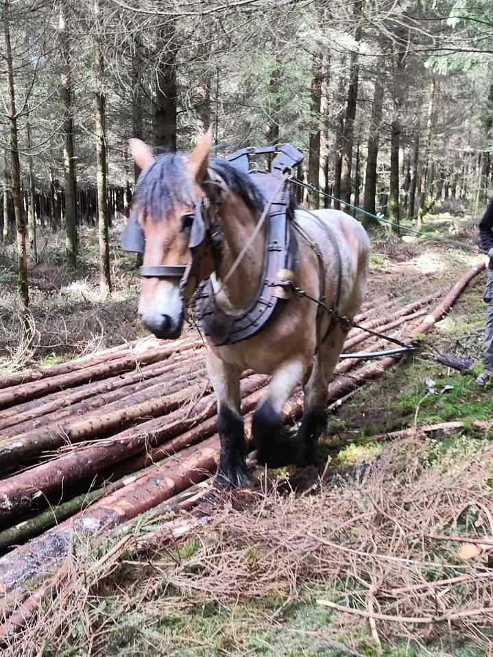 Jument trait belge de 3 ans