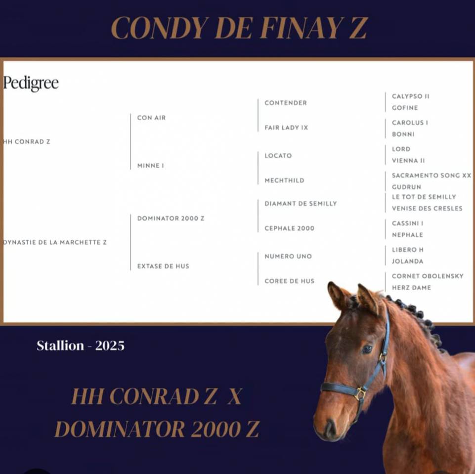 Yearling disponible