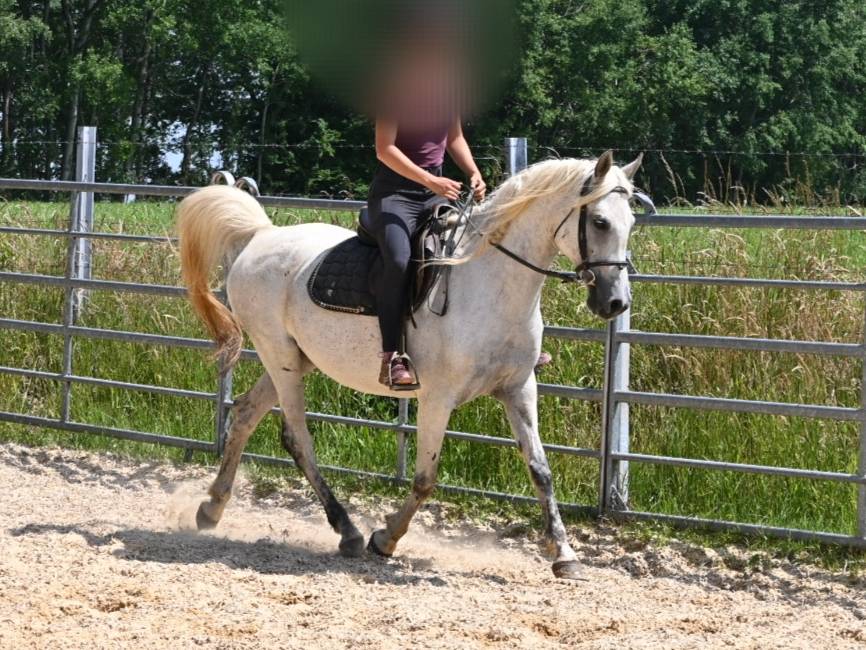 Jamilla jument arabe de 14 ans