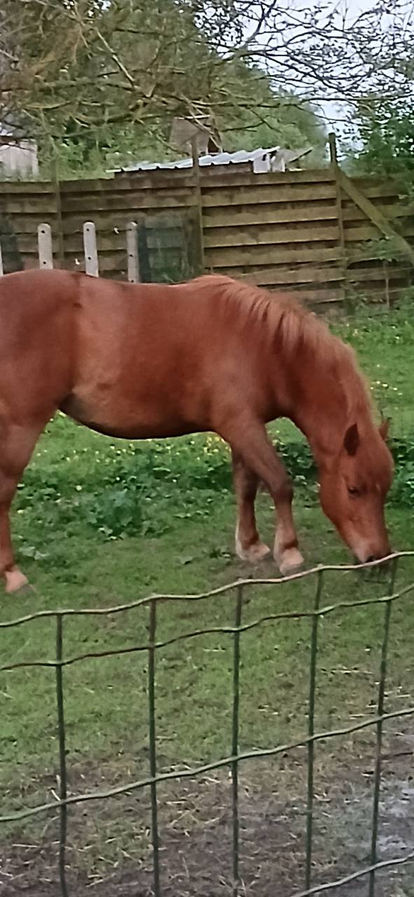 Jolie petite jument alezane 