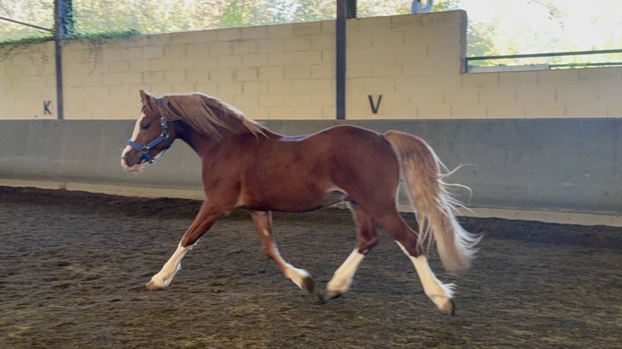 Welsh Cob 3 ans &ndash; D&eacute;bourr&eacute; &ndash; Orient&eacute; CCE 