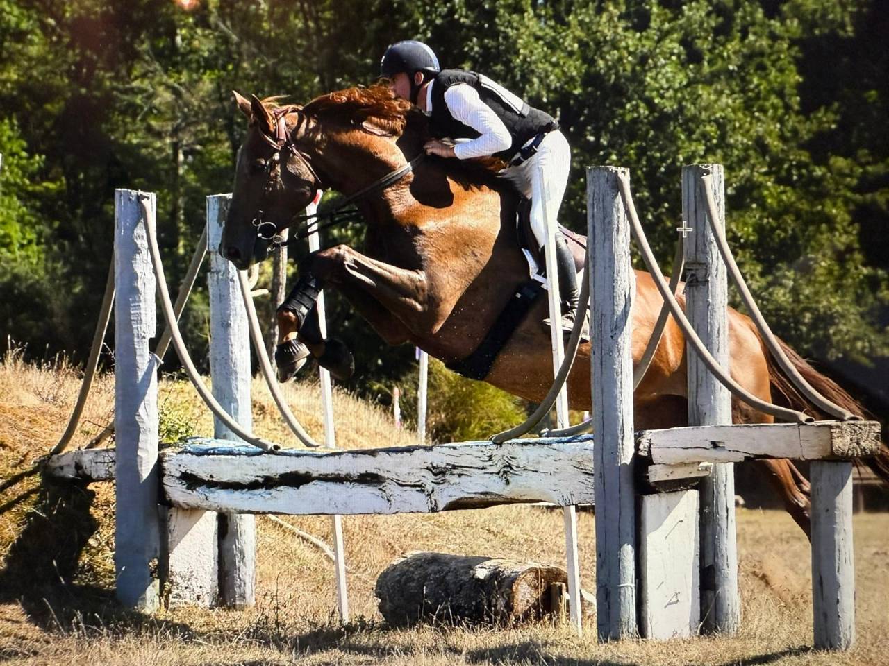Selle Fran&ccedil;ais 6 ans &ndash; Excellentes origines &ndash; CCE