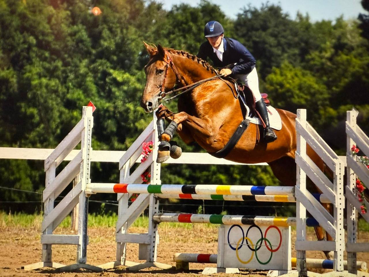 Selle Fran&ccedil;ais 6 ans &ndash; Excellentes origines &ndash; CCE