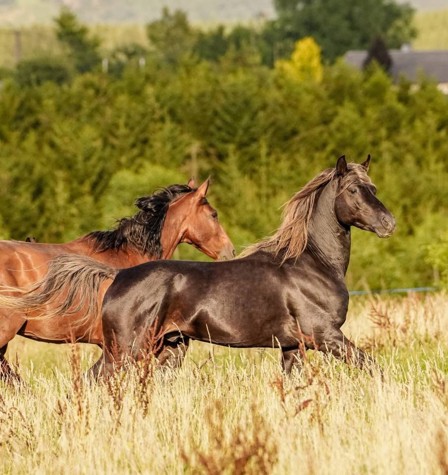 Hongre noir silver de 2 ans