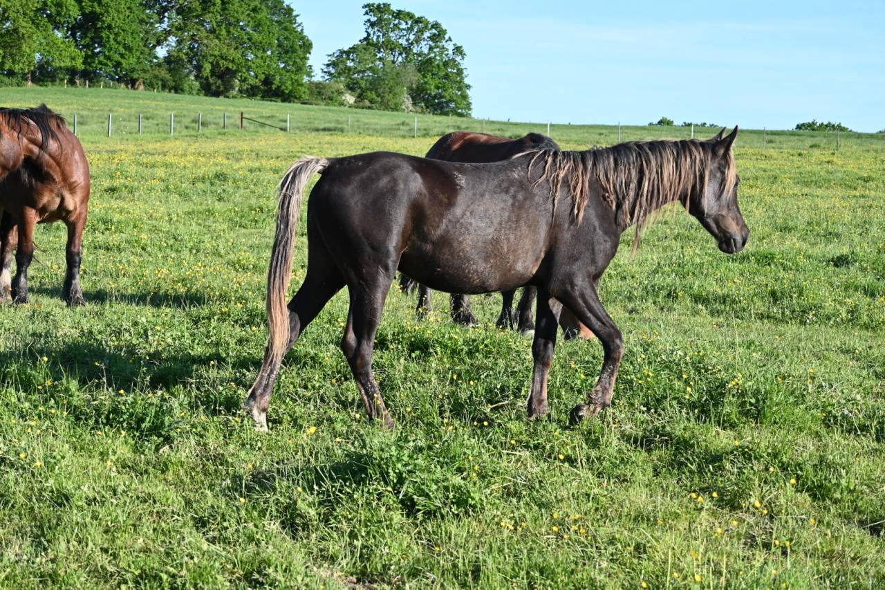 Hongre noir silver de 2 ans