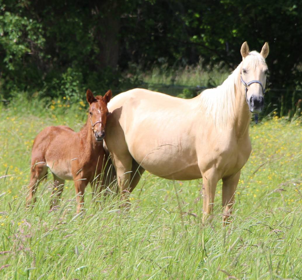 Pouliche SF 2026 Papillon de l odyssee x ernest 