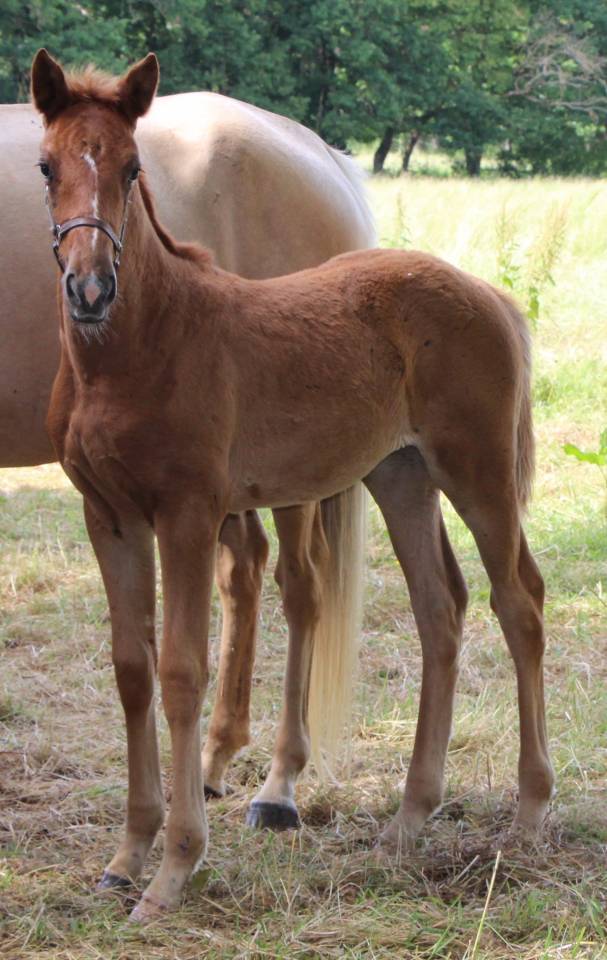 Pouliche SF 2026 Papillon de l odyssee x ernest 