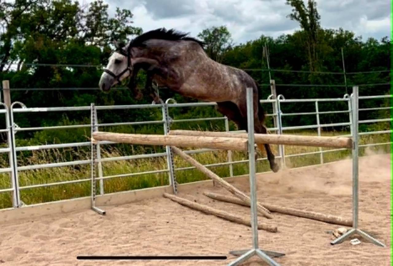Male SF 4 ans Catchar mail x Casano