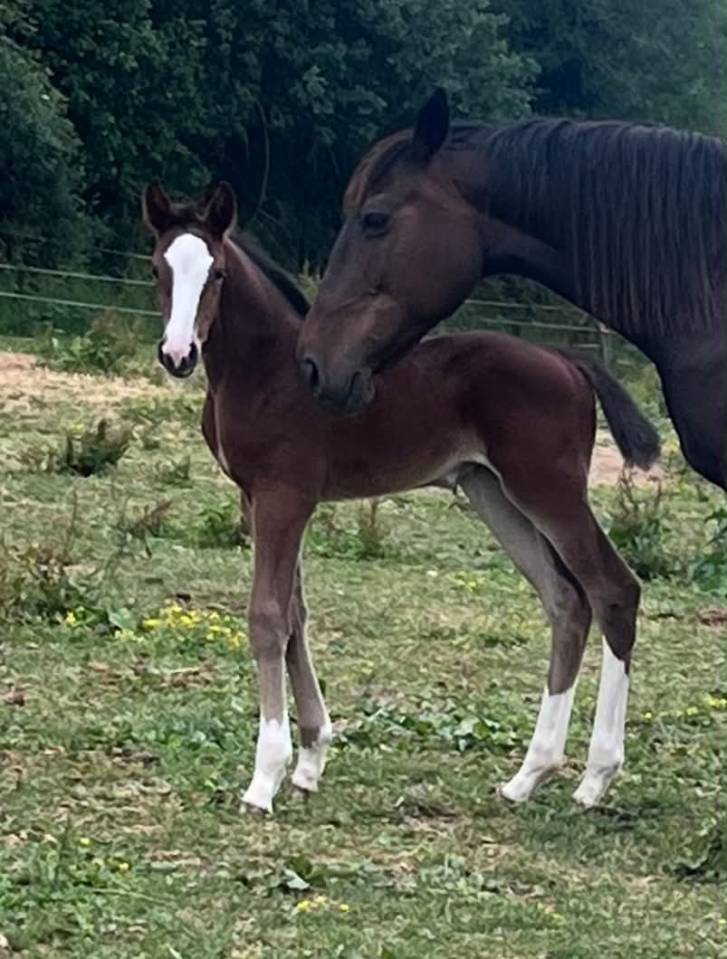 Pouliche SF ulmar mail x fringant de lafage x drakkar 