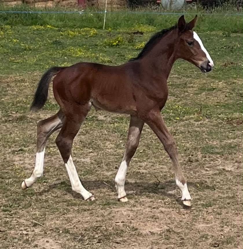 Pouliche SF ulmar mail x fringant de lafage x drakkar 