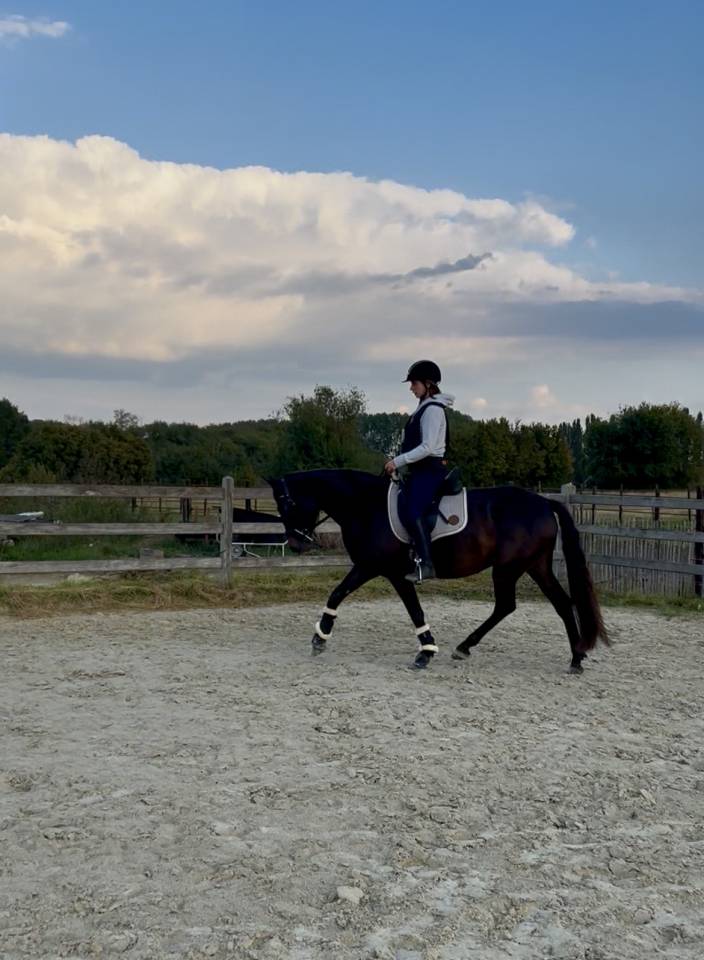 Jeune jument espagnole &agrave; vendre 