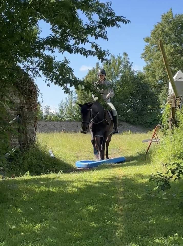 Jeune jument espagnole &agrave; vendre 