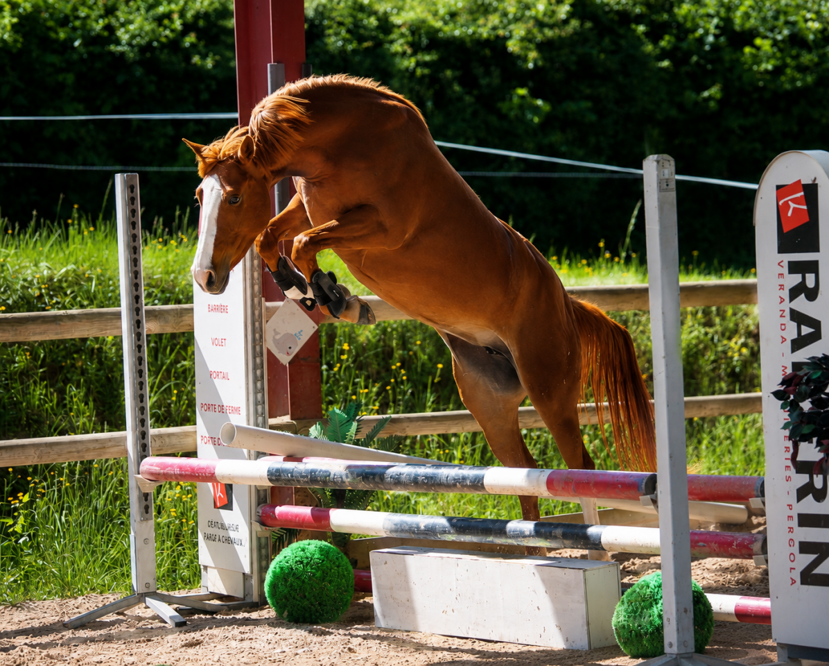 Ponette - AES  - 4 ans - CSO - CCE - Dressage - France