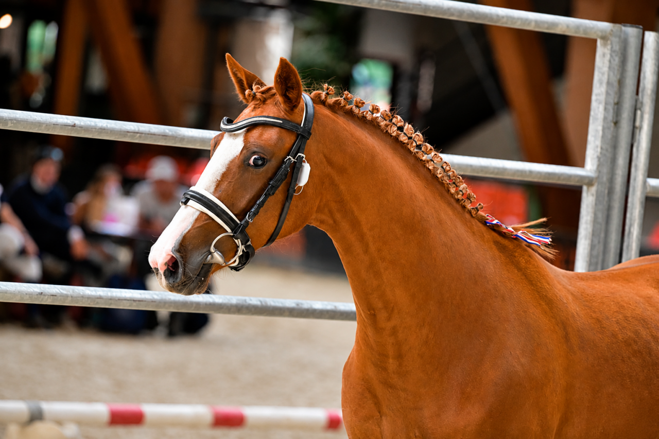 Ponette - AES  - 4 ans - CSO - CCE - Dressage - France