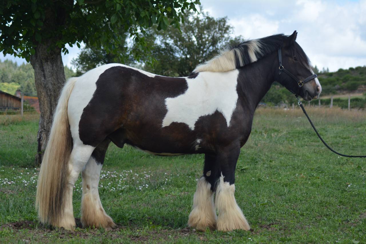 Hongre Irish Cob 5 ans