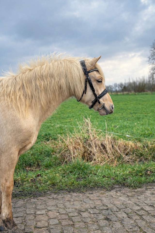 Ponette 2 ans 