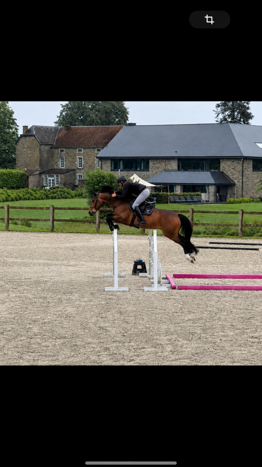 Hongre 5 ans par Balou du Reventon 