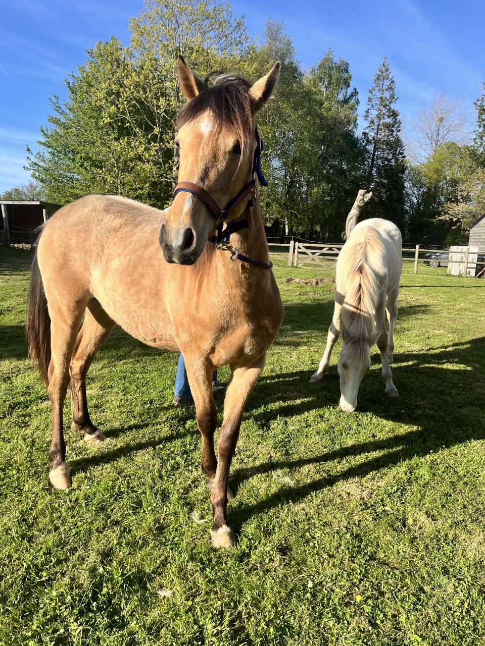 Pouliche welsh part bred - 2 ans